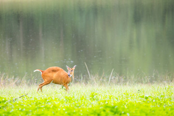 deer in the grass