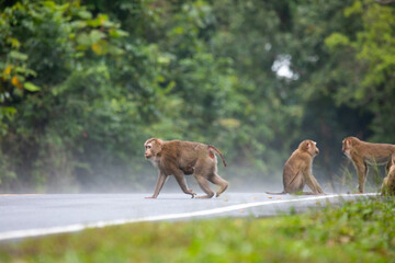 group of monkey