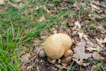 Closeup of a common earthball in the foreground between fresh green blades of grass and brown fallen oak leaves. The earthball will appear early this year because it is still summer in the Netherlands