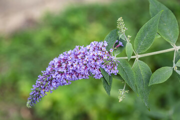 Buddleja. Beautiful blooming bright summer flower of the family Buddlejaceae