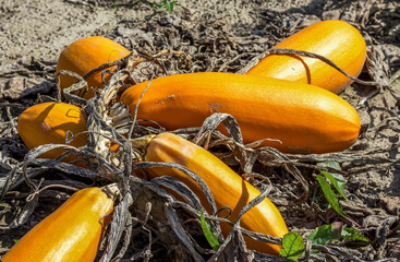 A bunch of yellow zucchini shining in the sun growing in a vegetable garden on the ground with...