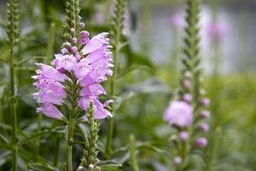 ハナトラノオの花の群生　背景、壁紙