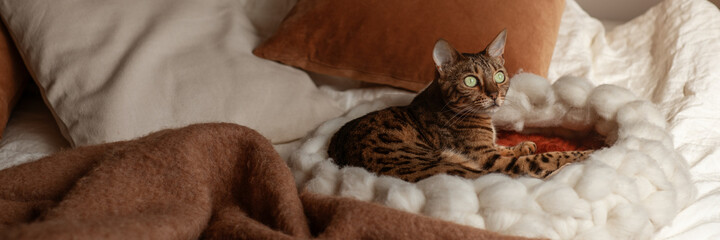 Bengal cat resting in merino wool round pet lounge in creamy and terracotta rust tones