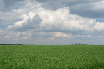 landscape of green grass, against the backdrop of a cloudy blue sky. Minimalism