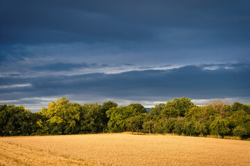 German landscape near Heidelberg with a corn field and trees. Sunshine after a rainstorm.