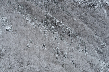 Snow covered trees