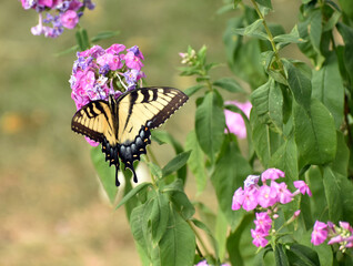 Eastern tiger swallowtail butterfly on phlox