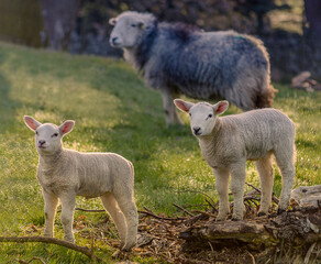 sheep and lambs
