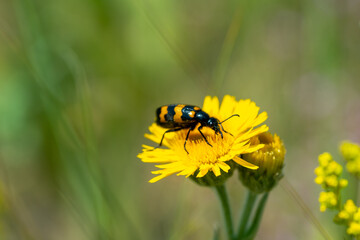 Summer background - a beetle sits on a yellow flower