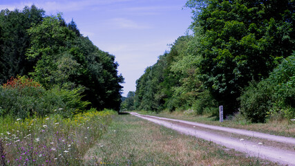 road in the woods