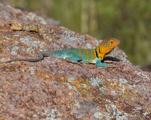 Male Eastern Collared Lizard