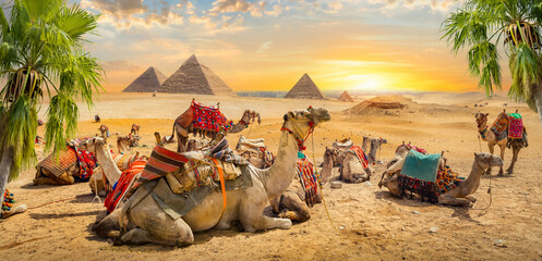 Camels near pyramids - obrazy, fototapety, plakaty