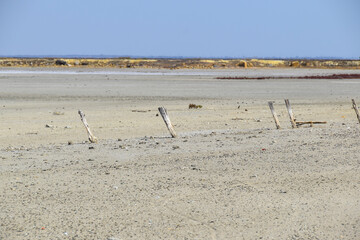 red algae grow in salt desert landscape