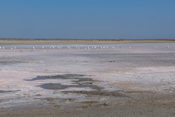 dry pink salt lake and red algae desert landscape