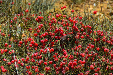 red berries background multicolored dry flowers and herbs