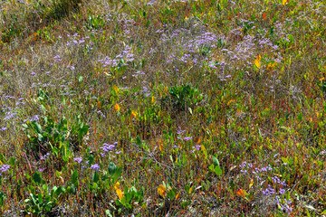 background multicolored dry flowers and herbs leaves