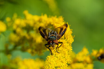 bee on yellow flower