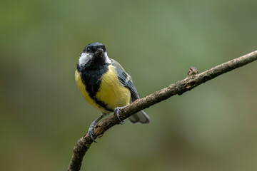 Great Tit (Parus major) on a branch in the forest of Noord Brabant in the Netherlands. Green background.                                                                                          