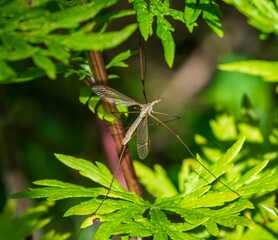 spider on a leaf