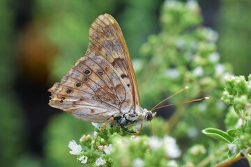 Butterfly on Mint