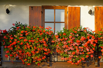 traditional Bavarian house with rustic windows with wooden shutters and lush red geraniums on the window ledge in the Bavarian alpine village (Bavaria, Germany)