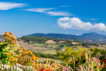 Obraz premium Shallow selective focus on blooming potted flowers at the town of Pienza, Tuscany, Italy, warm October autumn day