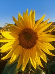 sunflower on blue sky