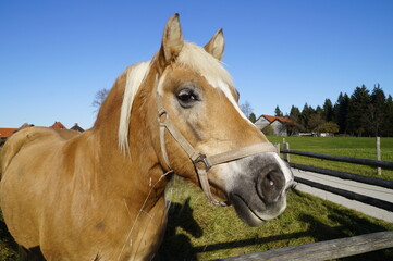 a blond mare looking at the passers-by in Steingaden (Bavaria)