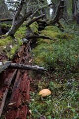 moss on the tree