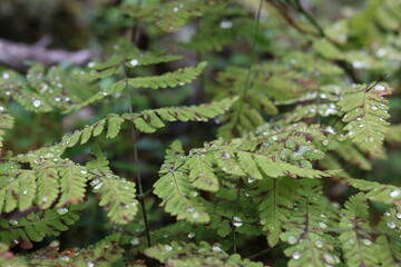 close up of fern