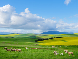 Beautiful rolling hills of canola flowers and farmlands in spring. Sheep graze in the fields with...