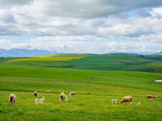 Fototapeta premium Beautiful rolling hills of canola flowers and farmlands in spring. Sheep graze in the fields with the Klipheuwel Wind Farm in the background. Near Caledon, Overberg, Western Cape, South Africa.