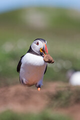 Atlantic Puffin On Skomer Island, Pembrokshire, Wales. United Kingdom Carrying Rocks to build a nest