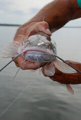 Face of a channel catfish 