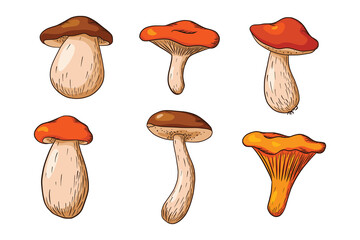 Forest Mushroom Set. Collection of hand drawn edible mushrooms. White mushroom, russula, boletus, chanterelle. Vector illustration for logo, menu, print, sticker, design and decoration. Premium Vector - obrazy, fototapety, plakaty