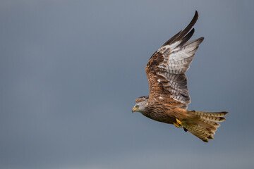 Red Kite in the Thuderstorm Sun Welsh Countryside