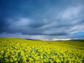 Obraz premium Beautiful rolling hills of Canola flowers and farmlands in spring. Near Caledon, Overberg, Western Cape, South Africa.