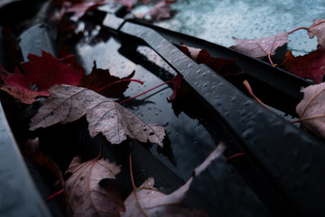 Wet autumn leaves sitting on a car windshield