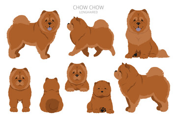Chow chow longhaired variety clipart. Different poses, coat colors set - obrazy, fototapety, plakaty