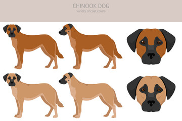 Chinook dog clipart. Different poses, coat colors set