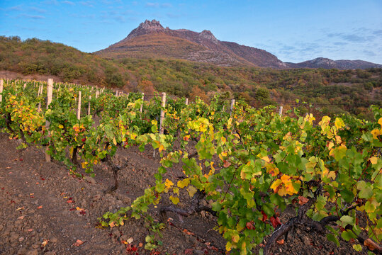 Autumn landscape with vineyard