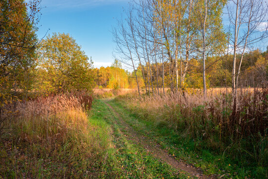 Rural pathway in the autumn forest
