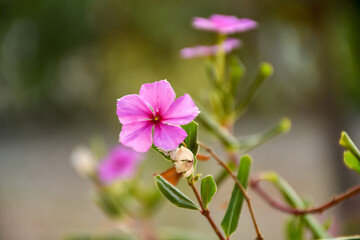 Fototapeta na wymiar pink and purple flowers