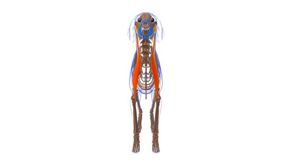 Brachiocephalicus muscle Dog muscle Anatomy For Medical Concept 3D