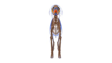 Buccinator muscle Dog muscle Anatomy For Medical Concept 3D][][.,.