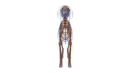Gastrocnemius muscle Dog muscle Anatomy For Medical Concept 3D
