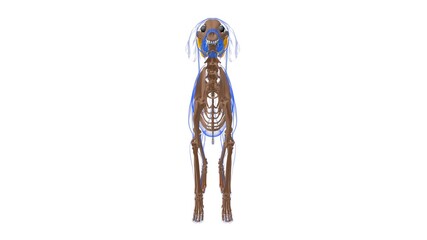 Interossei muscle Dog muscle Anatomy For Medical Concept 3D