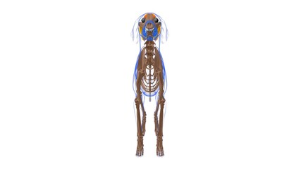 Levator Anguli Oculi Medialis muscle Dog muscle Anatomy For Medical Concept 3D