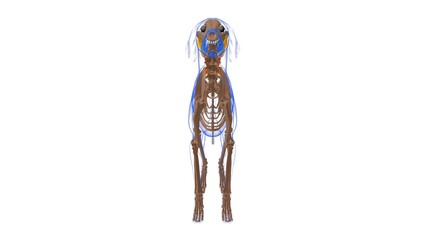 Rhomboideus muscle Dog muscle Anatomy For Medical Concept 3D