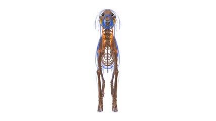 Serratus Ventralis muscle Dog muscle Anatomy For Medical Concept 3D